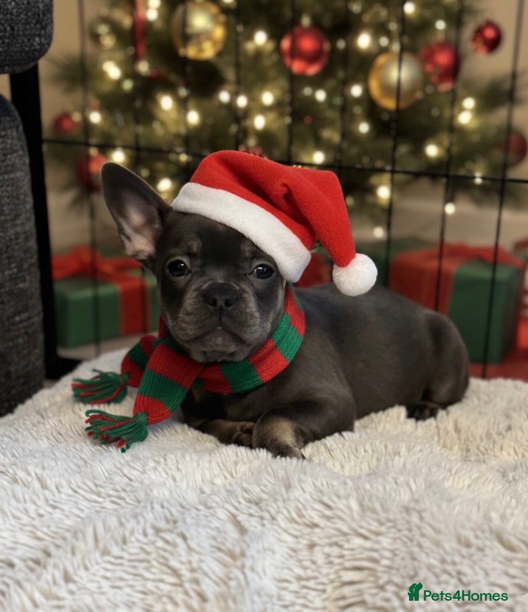 French Bulldog dogs for sale: Chunky french bulldog - Advert 1