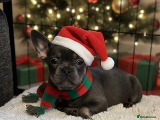 French Bulldog dogs Chunky french bulldog - Advert 8