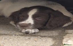English Springer Spaniel dogs for sale: Springer Spaniel  - Image 6
