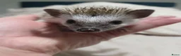 Pygmy Hedgehog rodents for sale: Pigmy hedgehogs  in Hounslow - Advert 4