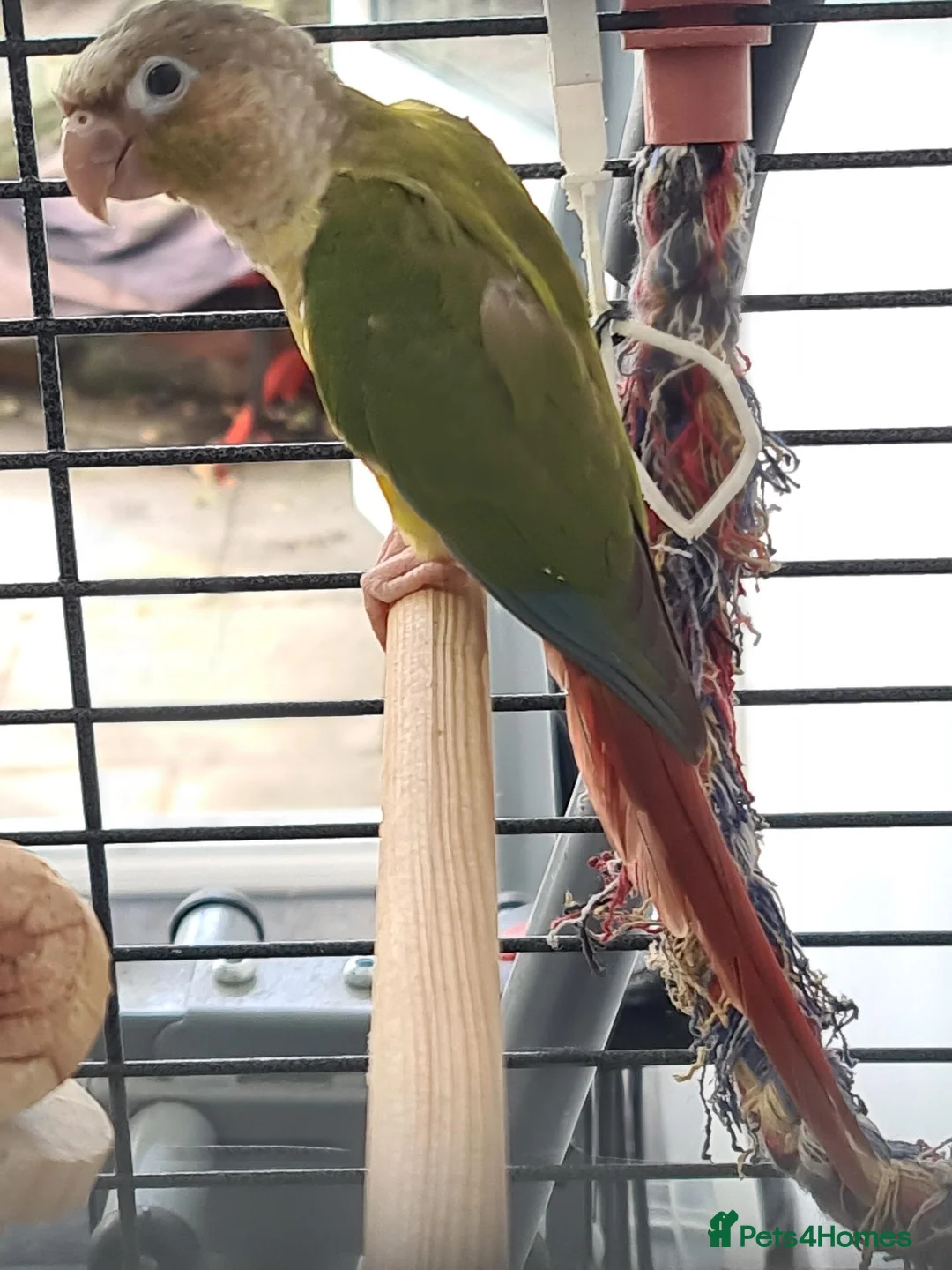 Conures birds for sale: 2 conures - Advert 3