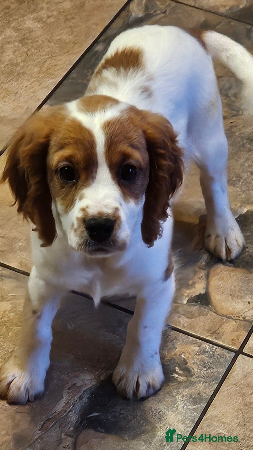 Cavapoo dogs Lovely cavapoo puppies for sale  - Advert 3