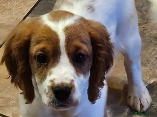 Cavapoo dogs Lovely cavapoo puppies for sale - Advert 4