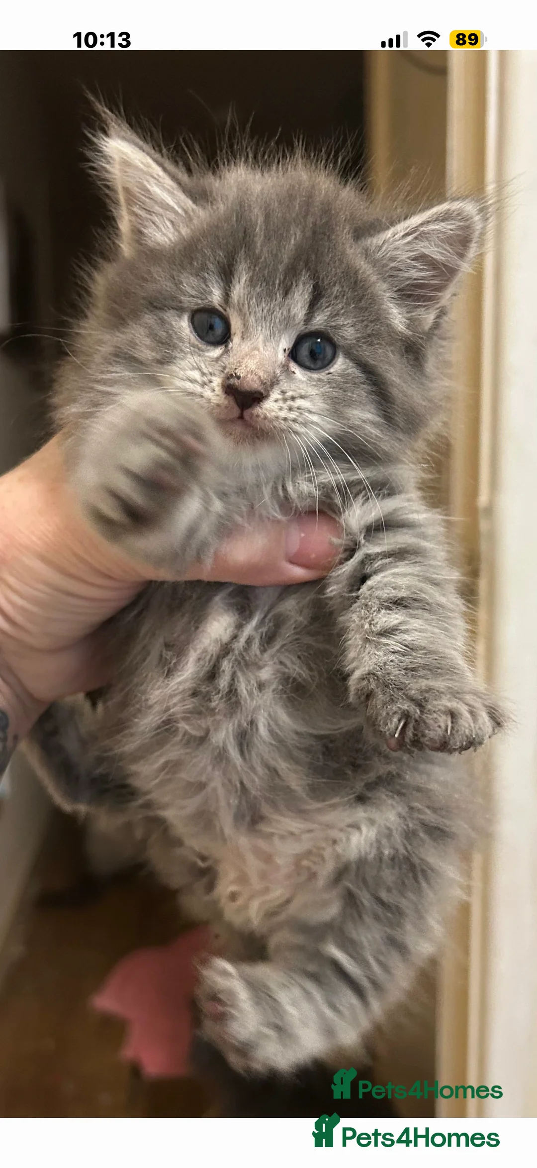 Ragdoll cats for sale: 7 week old ragdoll for sale! girl urgent  - Advert 6