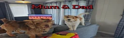 Mixed Breed dogs for sale: Loving Parsons Russell Cross Puppies  - Advert 6