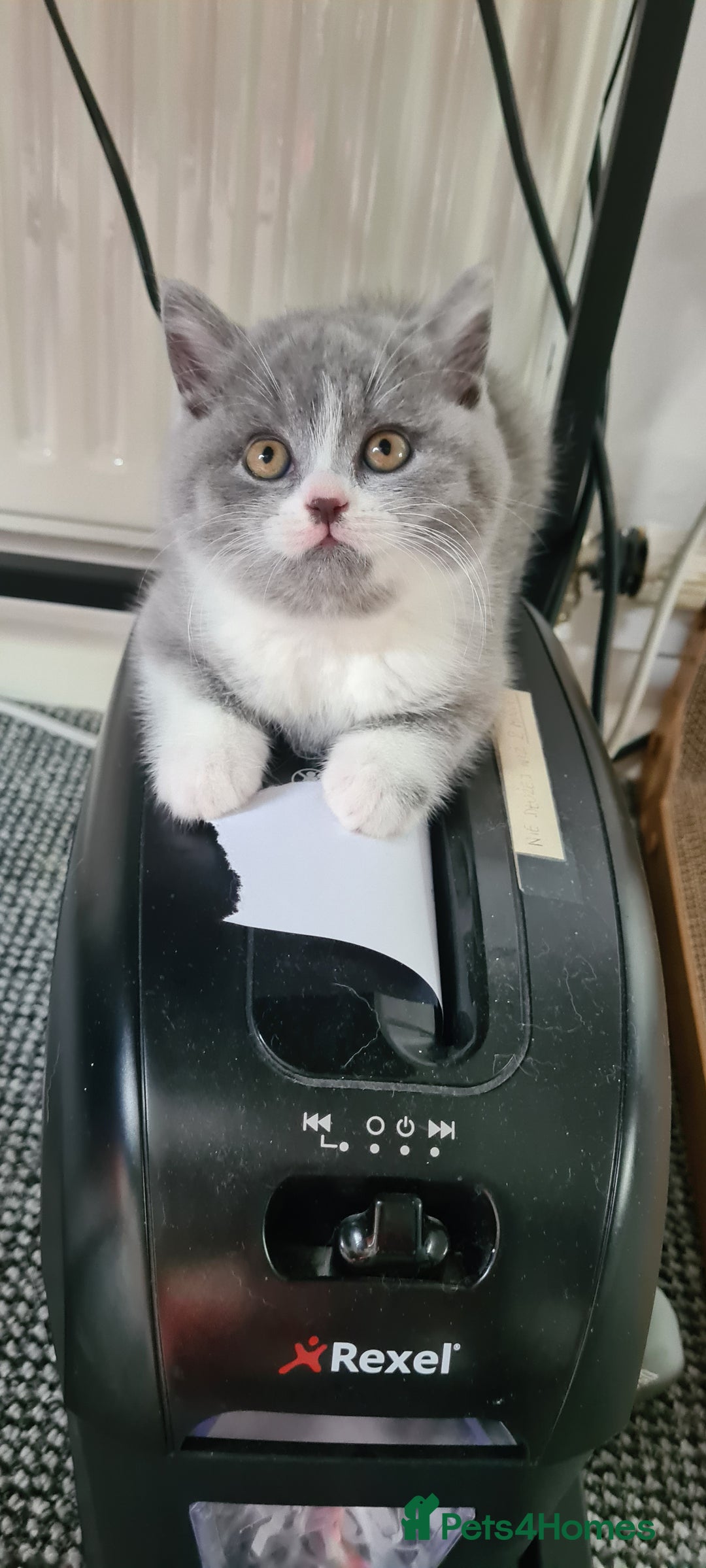 British Shorthair cats for sale: 4 PEDIGREE kittens READY TO GO! 2 LEFT - Image 6