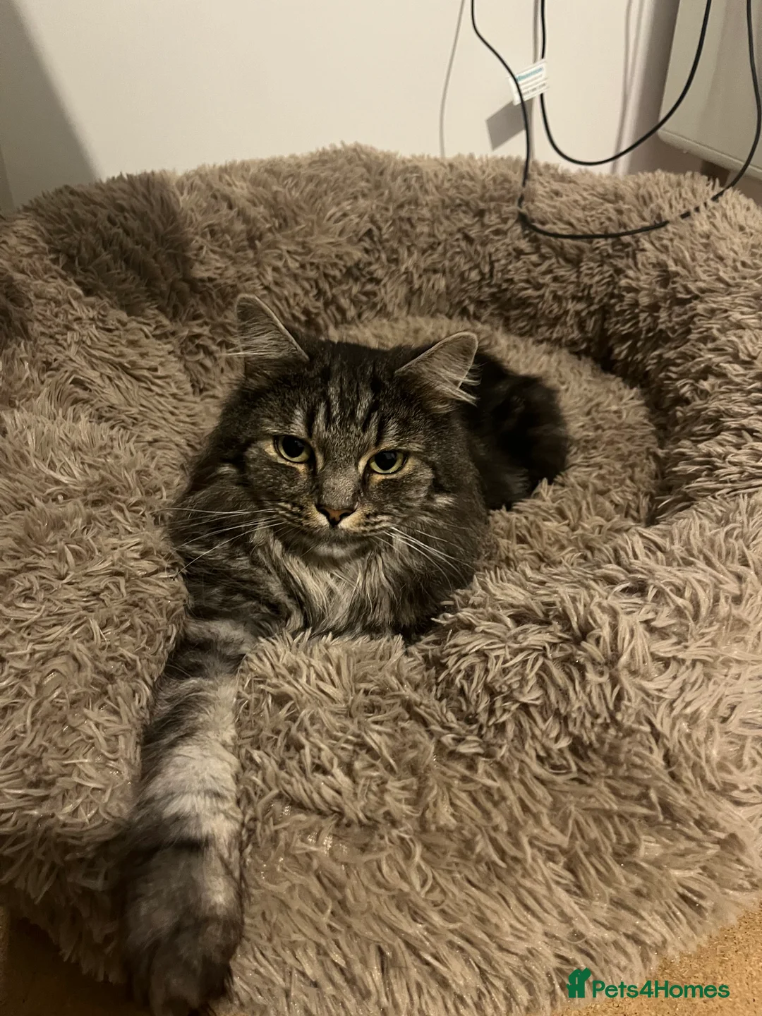 British Longhair cats for sale: Male Long haired mixed breed  - Advert 8