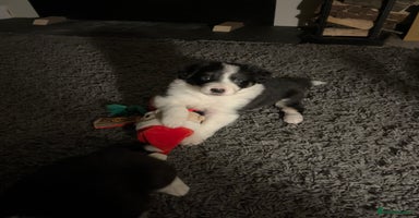 Border Collie dogs *1 LEFT* Beautiful Tri-colour border collies - Advert 3