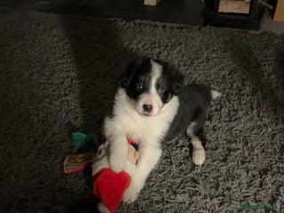 Border Collie dogs *1 LEFT* Beautiful Tri-colour border collies - Advert 12