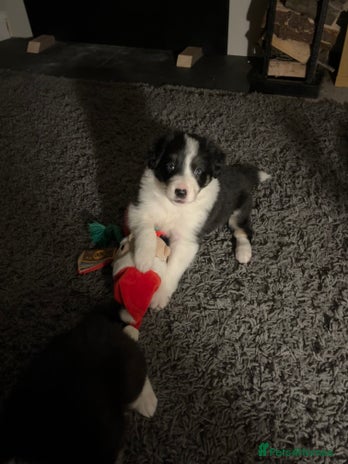 Border Collie dogs *1 LEFT* Beautiful Tri-colour border collies - Advert 3