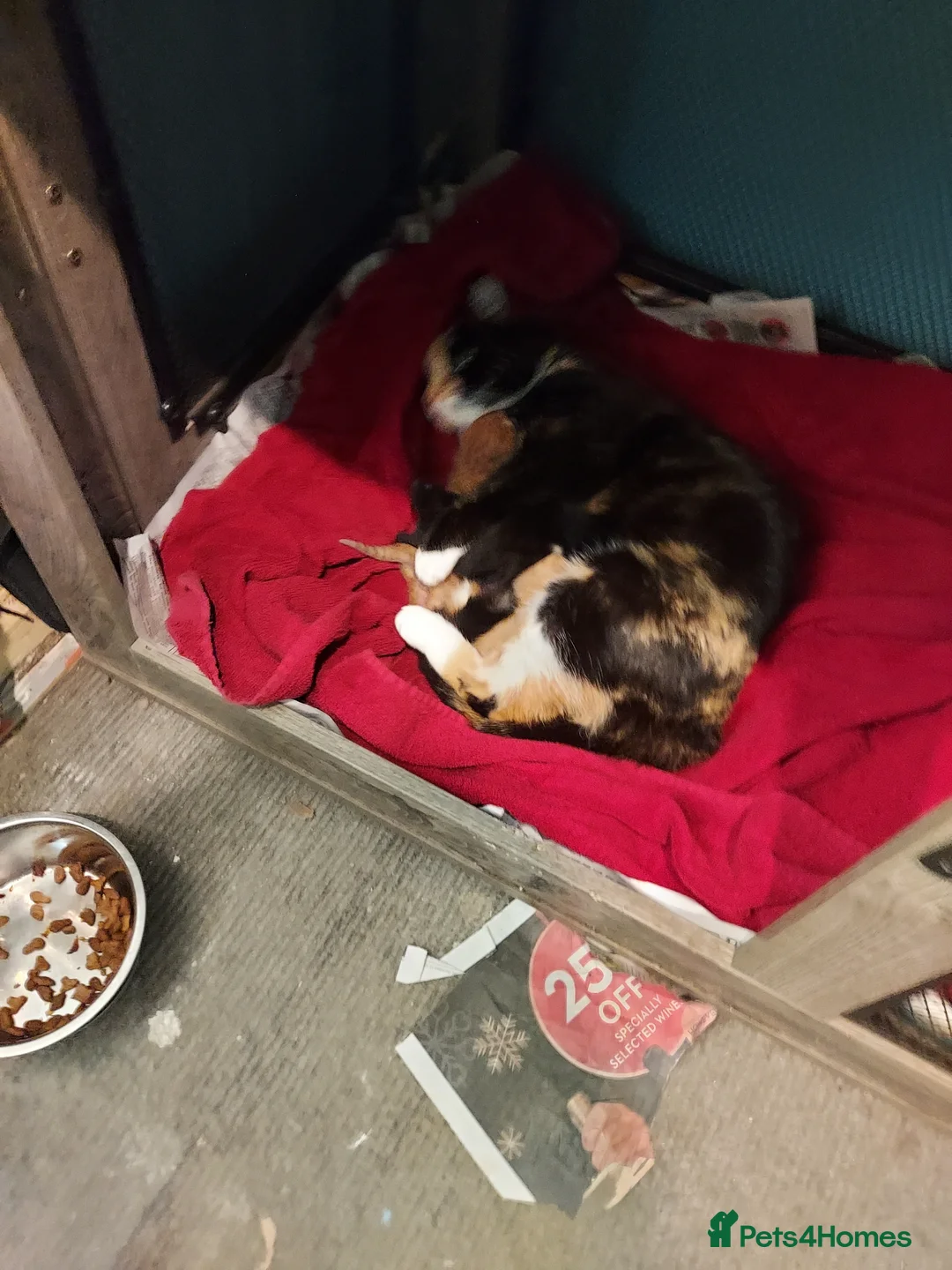 Mixed Breed cats for sale: Four beautiful kittens  in London - Advert 1
