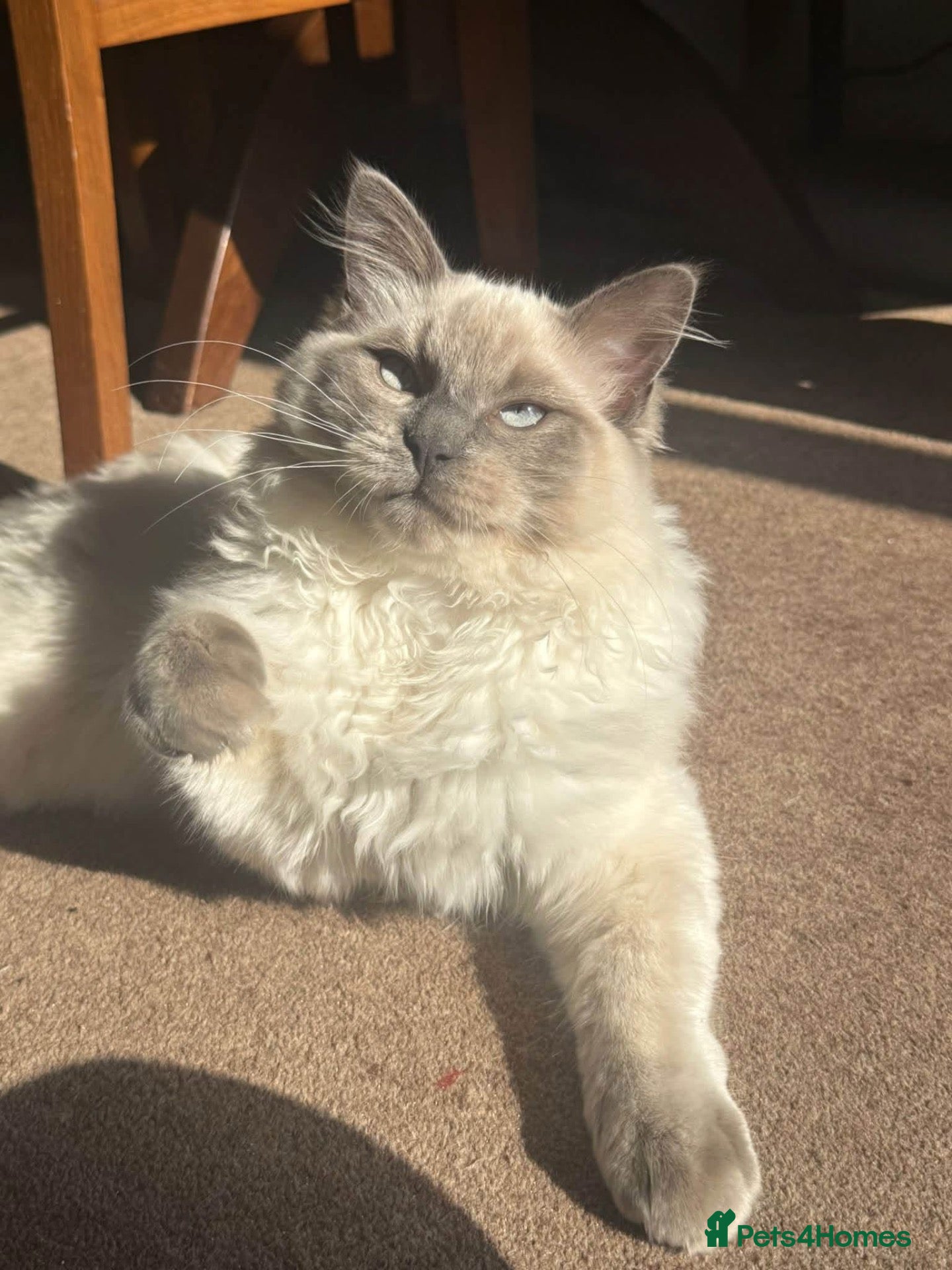 Ragdoll cats Blue point Ragdoll stud available!  - Advert 1