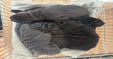 Shar Pei dogs Beautiful Shar peis - Advert 16