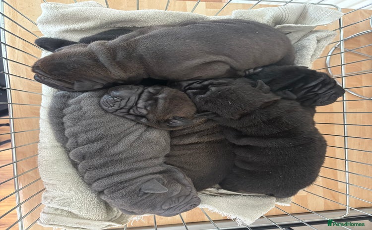 Shar Pei dogs - Advert 2