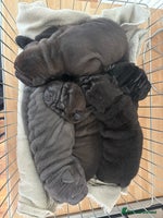 Shar Pei dogs Beautiful Shar peis - Advert 1