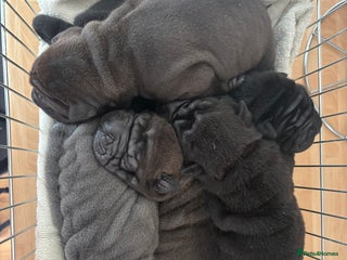 Shar Pei dogs - Advert 4