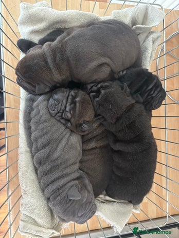 Shar Pei dogs - Advert 2