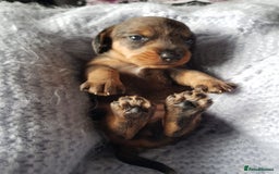 Dachshund dogs for stud: KC Registered Wirehaired Dachshund for Stud in Stoke-on-Trent - Image 9