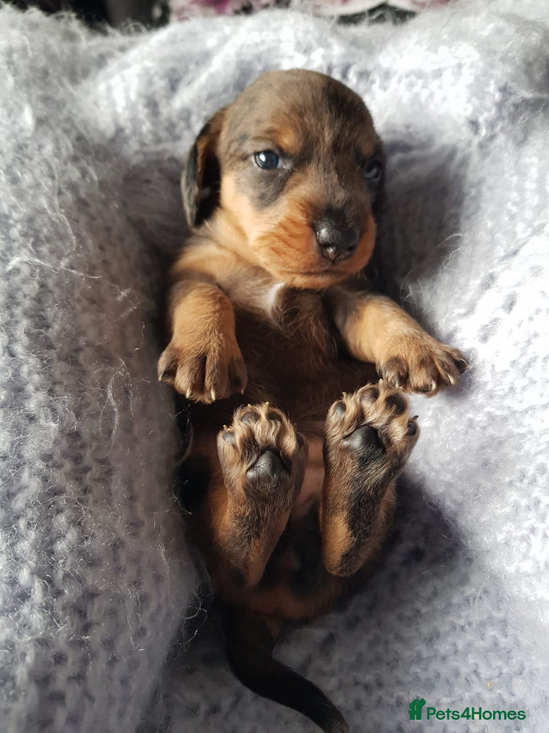 Dachshund dogs for stud: KC Registered Wirehaired Dachshund for Stud in Stoke-on-Trent - Image 9