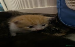 Mixed Breed cats for sale: Kittens for sale  - Image 12