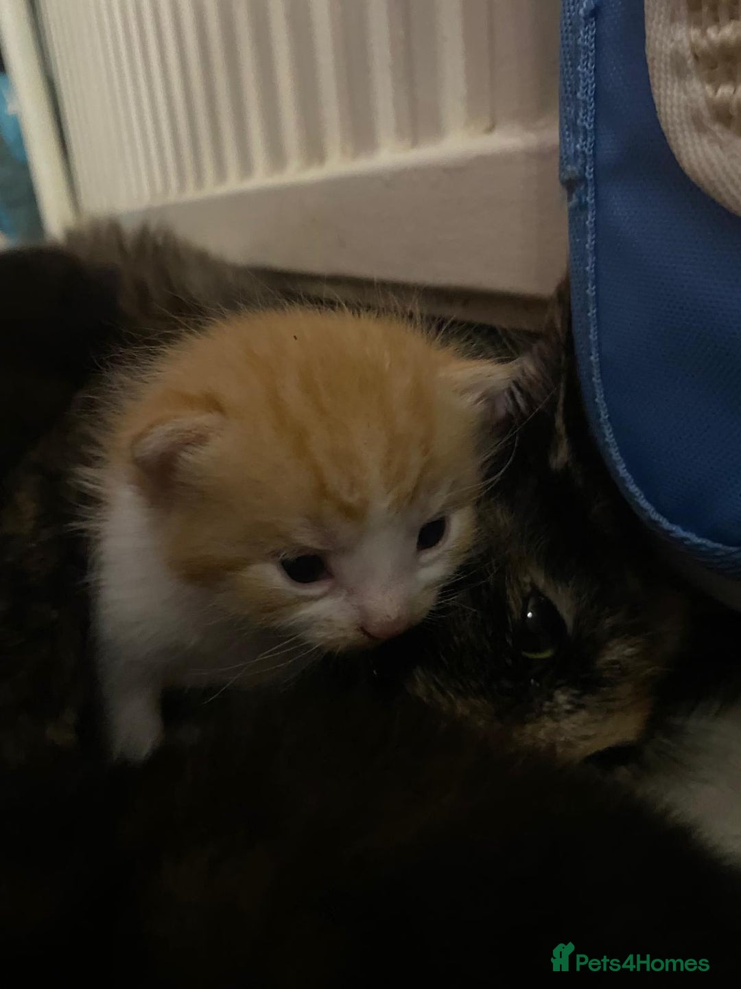 Mixed Breed cats for sale: Kittens for sale  - Image 12