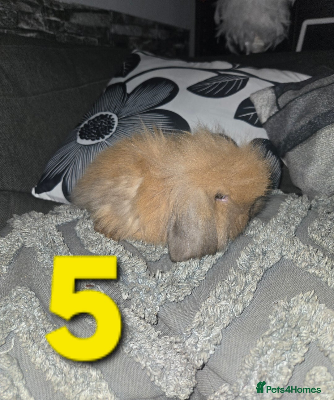 Mini Lion Lop rabbits for sale: Adorable mini lion lop babies mixed - Advert 10