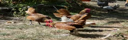 Chickens poultry for sale: 2 x Male Gold Sebright for free - Advert 5