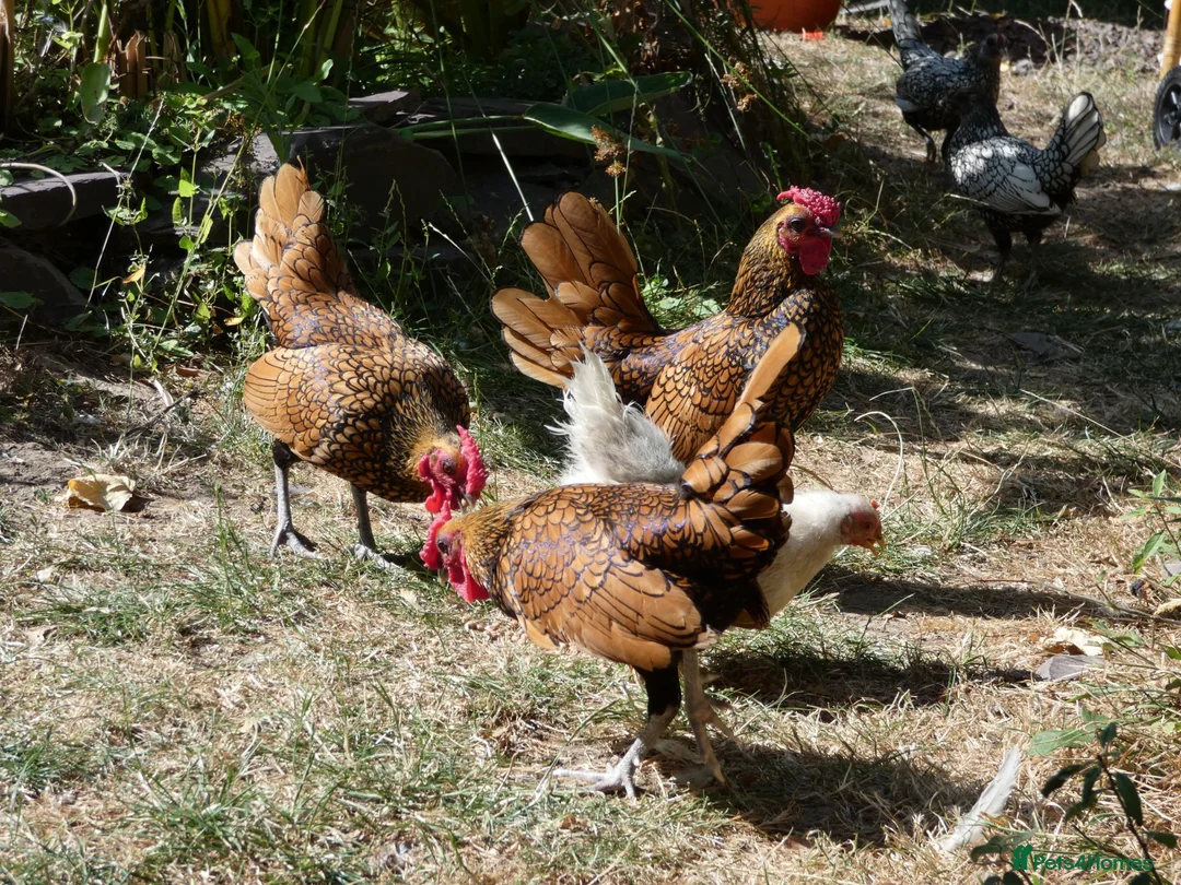 Chickens poultry for sale: 2 x Male Gold Sebright for free - Advert 5