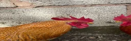 Chickens poultry for sale: Stunning Bantam Cockerels in Birmingham - Advert 4