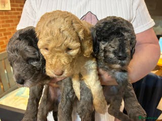 Mini Goldendoodle dogs Stunning Mini Goldendoodles (3 Left) - Advert 14
