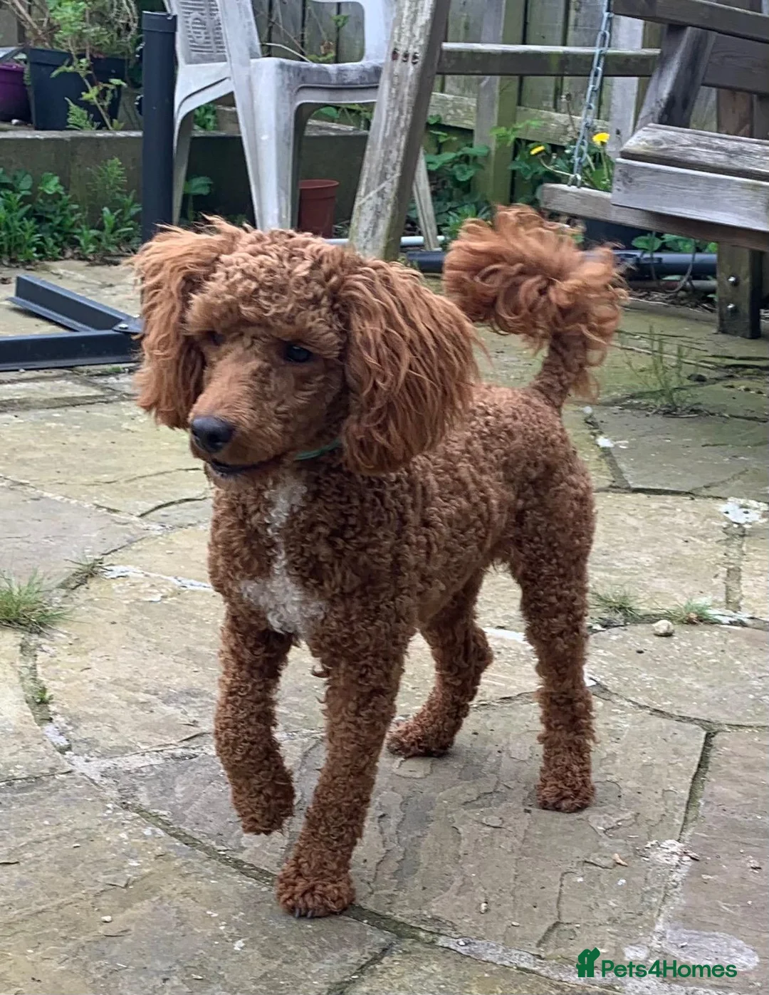 Miniature Poodle dogs for stud: EDDIE Red miniature poodle stud  in Blaydon-on-Tyne - Advert 3