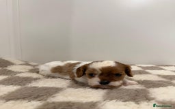 Cavalier King Charles Spaniel dogs for sale: Cavalier King Charles Spaniel  - Image 12