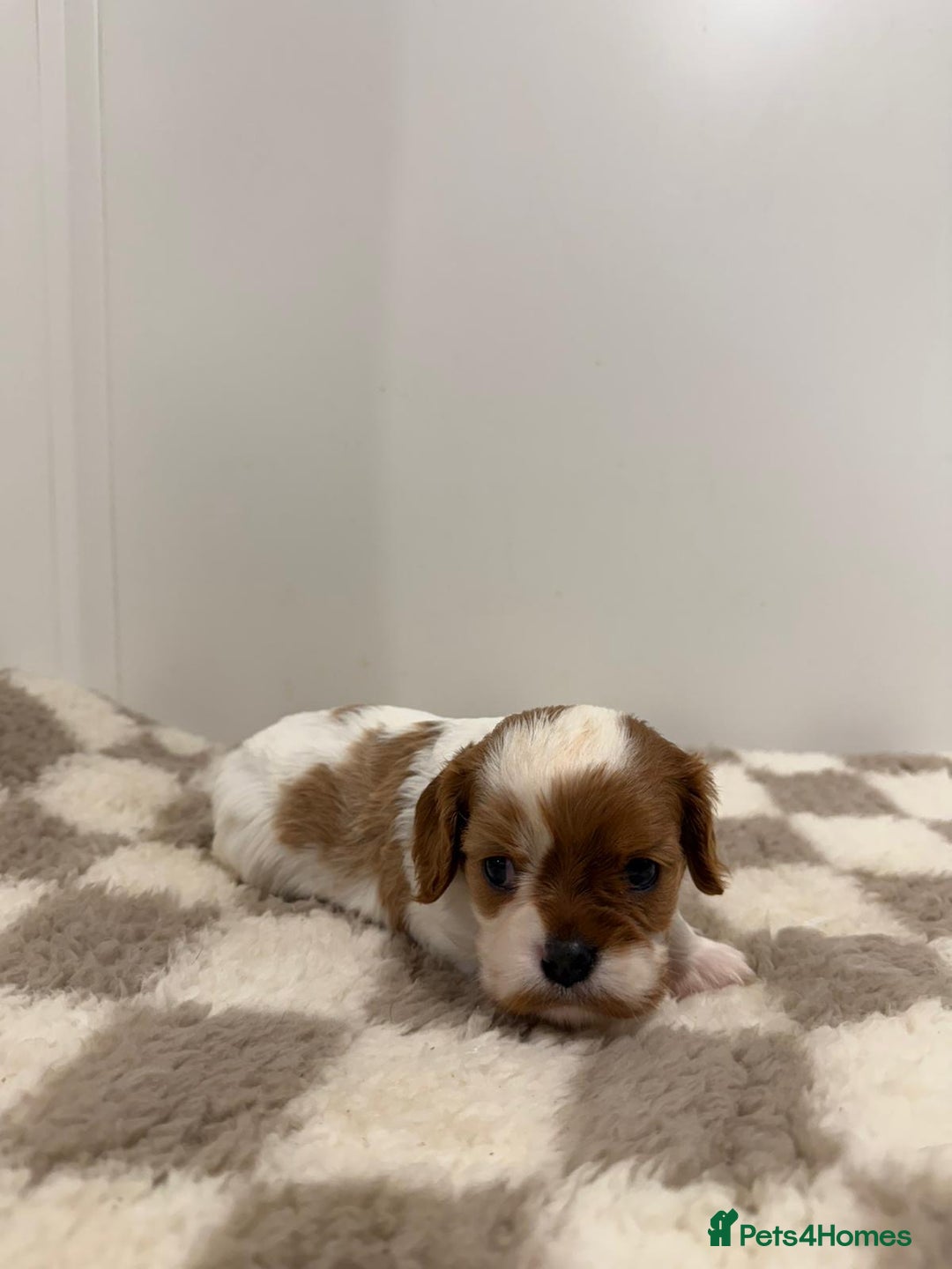 Cavalier King Charles Spaniel dogs for sale: Cavalier King Charles Spaniel  - Image 12