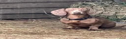 Miniature Dachshund dogs for sale: MAGNIFICENT MINIATURE DACHSHUND PUPPIES  - Advert 8