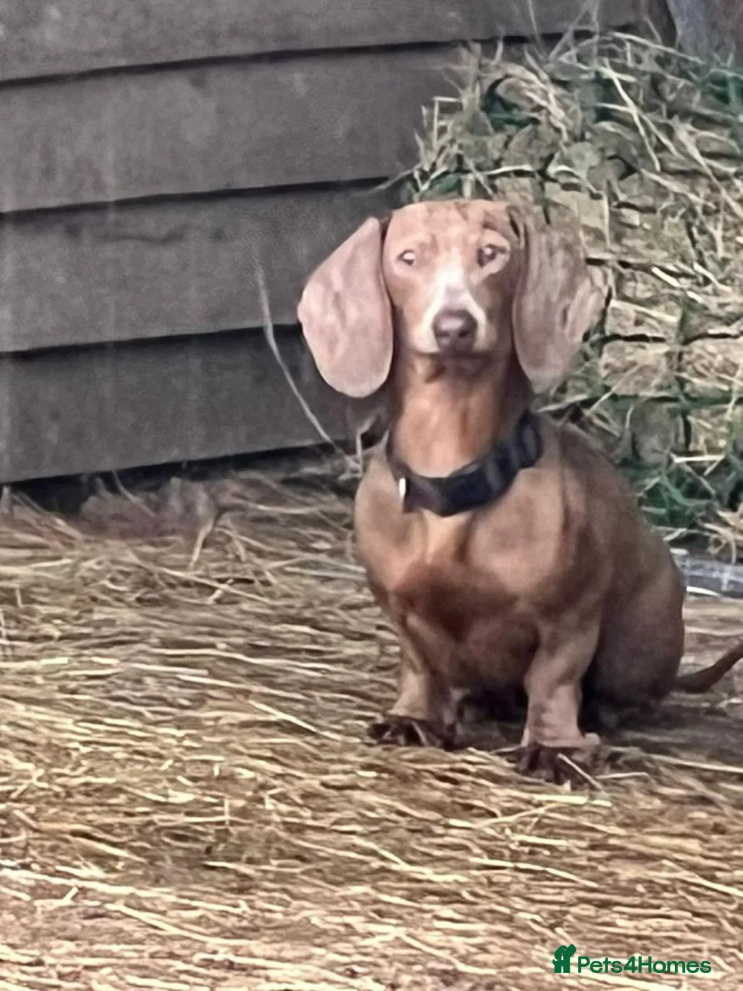 Miniature Dachshund dogs for sale: MAGNIFICENT MINIATURE DACHSHUND PUPPIES  - Advert 8
