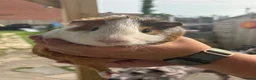 Guinea Pig rodents for sale: Male Guinea pigs looking for amazing forever homes - Advert 4