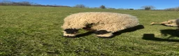 Sheep livestock for sale: A selection ages of Valais black nose available  - Advert 4