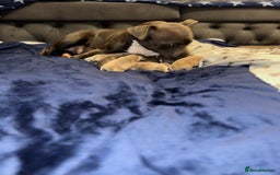 Staffordshire Bull Terrier dogs for sale: Staffordshire Bull Terrier Puppies - Image 6