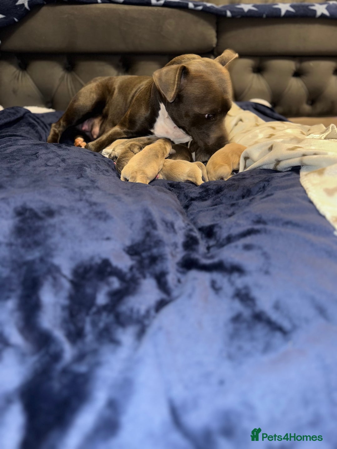 Staffordshire Bull Terrier dogs for sale: Staffordshire Bull Terrier Puppies - Image 6