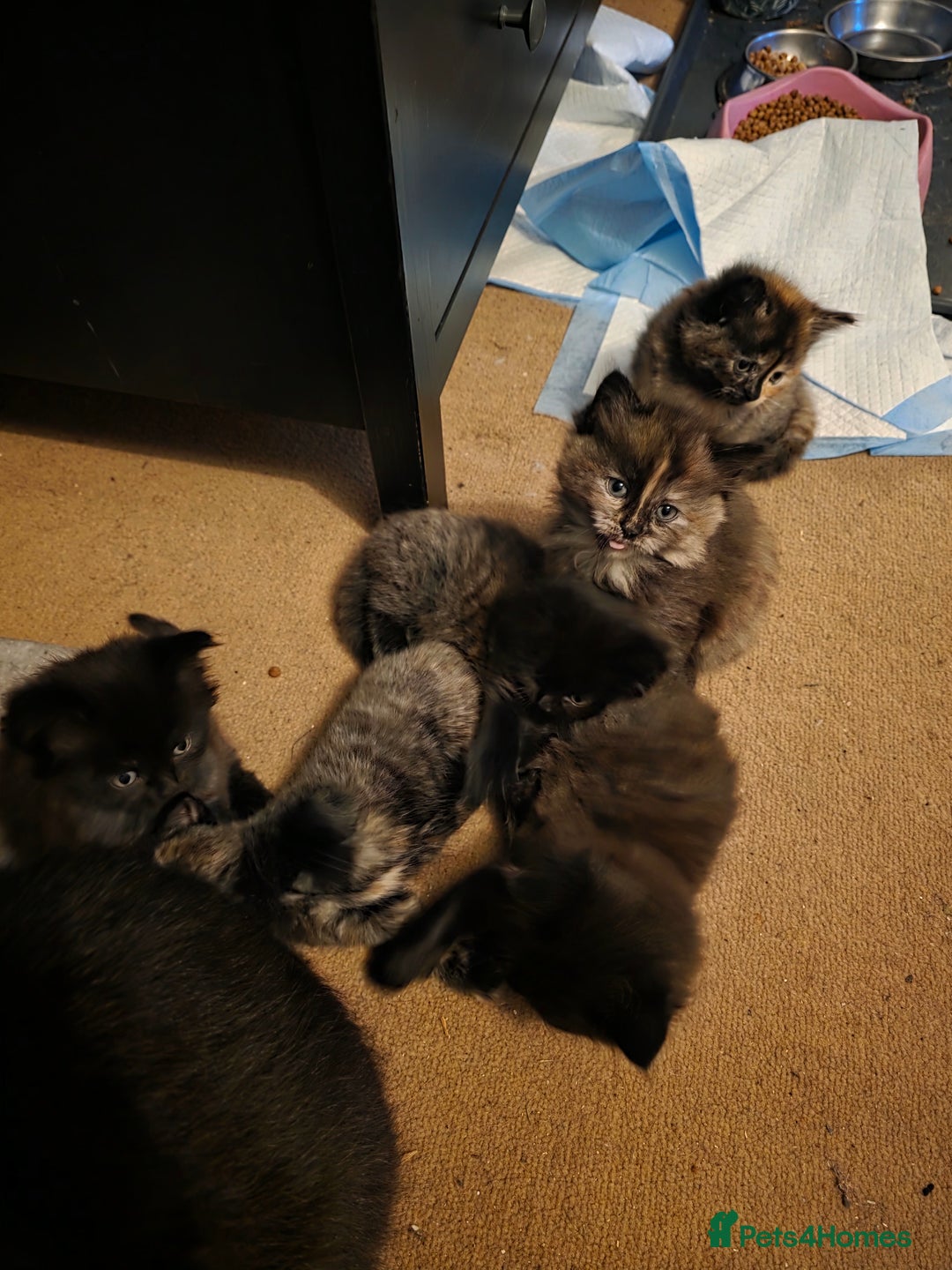 British Longhair cats for sale: Beautiful British longhair kittens - Image 9