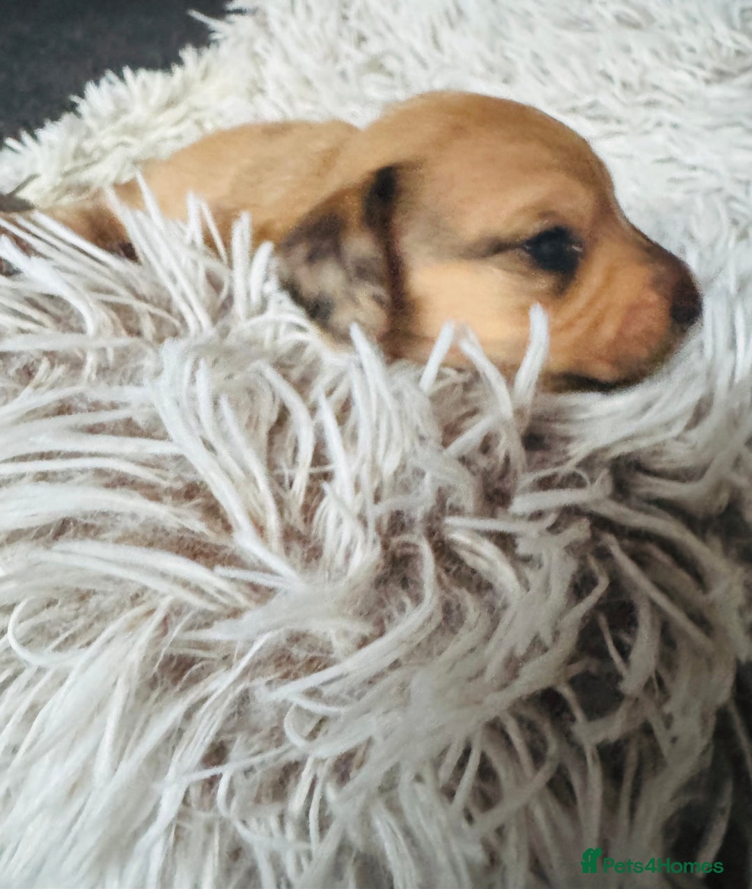 Miniature Dachshund dogs for sale: Beautiful minature dachshunds  - Advert 18