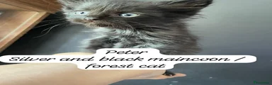 Peter 