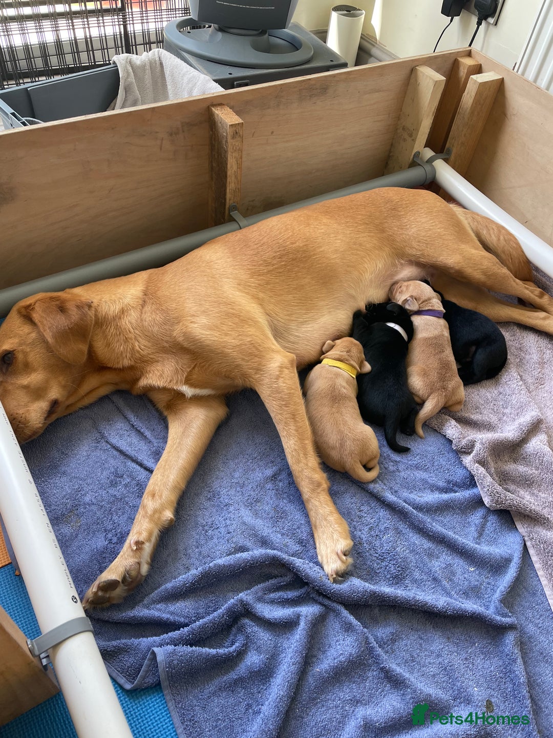 Labrador Retriever dogs for sale: KC reg Labrador pups - Image 1