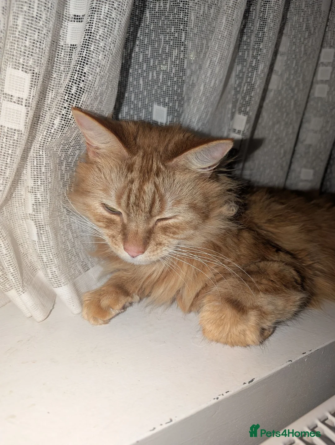 Mixed Breed cats for sale: 2 lovely girls looking for homes ***free*** - Advert 2