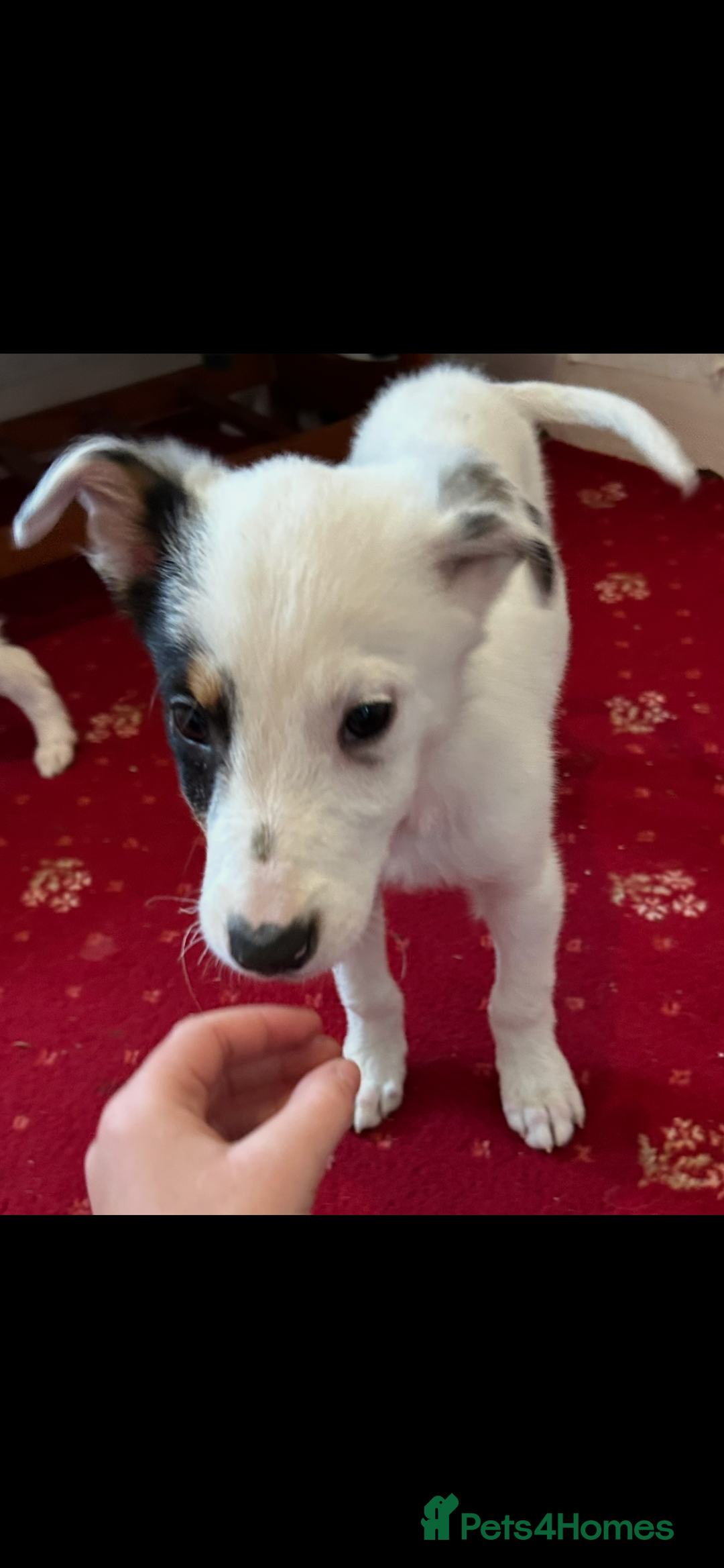 Border Collie dogs for sale: Border collie puppies  - Image 3