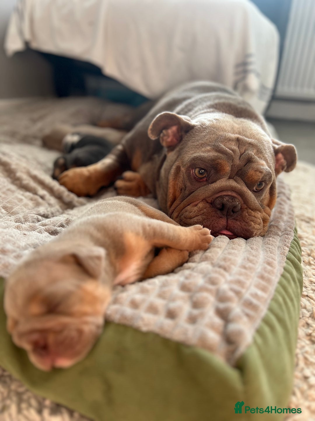 English Bulldog dogs for sale: English Bulldog Puppies - Image 13