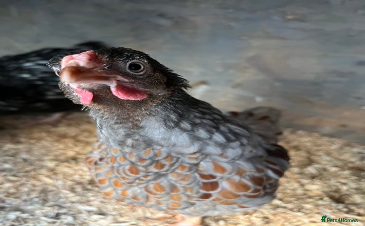 Chickens poultry - Advert 5