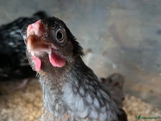 Chickens poultry - Advert 27