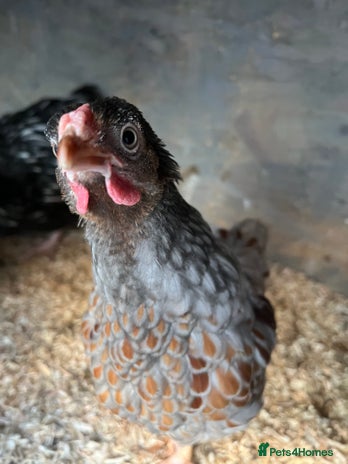 Chickens poultry - Advert 4