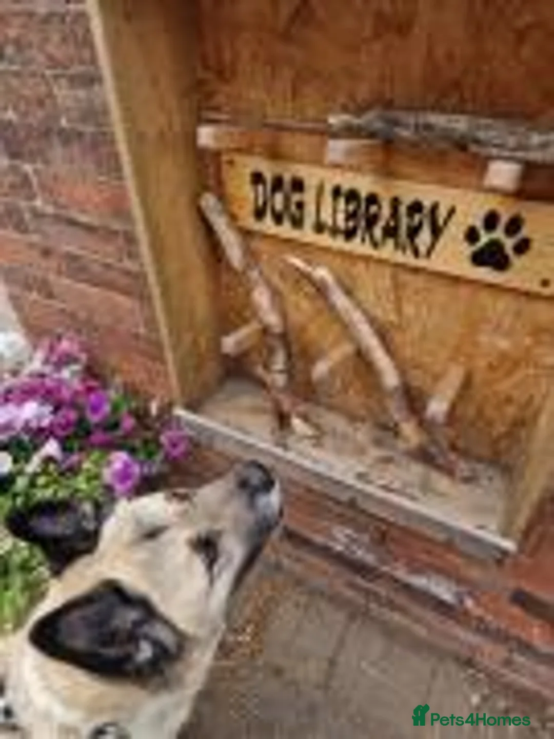 Akita dogs for adoption: Bonnie in Worksop - Advert 6